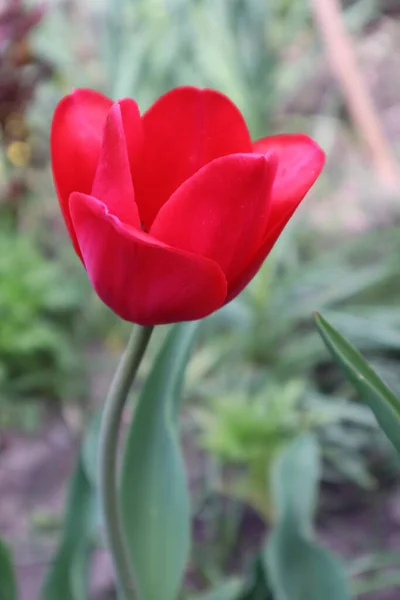 Rote Tulpenblüten Garten — Stockfoto