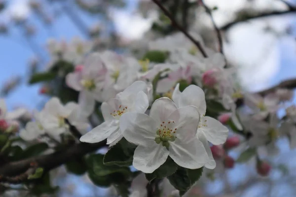 Apple tree flowers. Blooming apple orchard in spring.