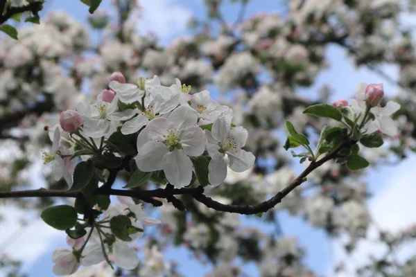 Apple tree flowers. Blooming apple orchard in spring.