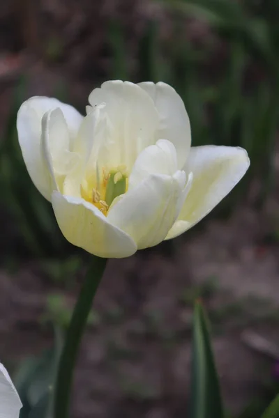 Tulipa Branca Flores Jardim — Fotografia de Stock