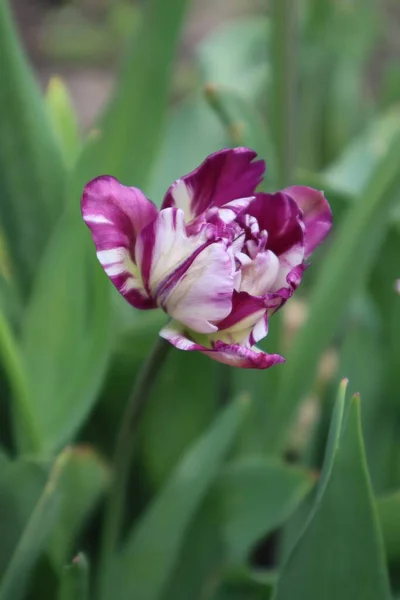 Fialový Froté Tulipán Zahradě — Stock fotografie