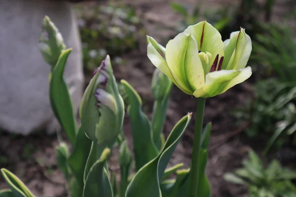 Flor Tulipán Verde Decorativo Jardín — Foto de Stock