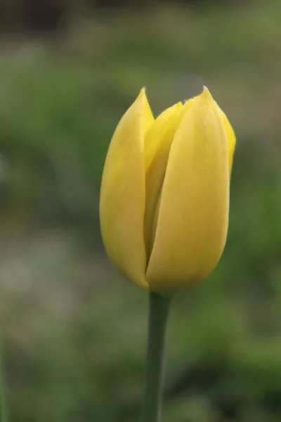Flores Tulipa Amarela Jardim — Fotografia de Stock