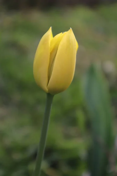 Flores Tulipa Amarela Jardim — Fotografia de Stock