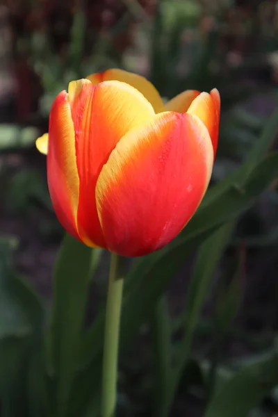 Flor Uma Tulipa Laranja Jardim — Fotografia de Stock