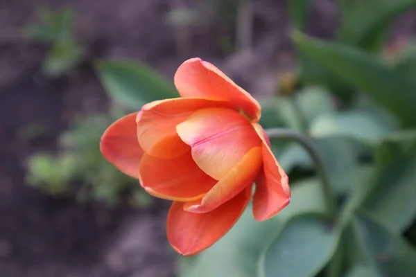 Blume Einer Orangefarbenen Tulpe Garten — Stockfoto