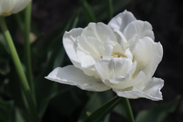 Weiße Frottee Tulpenblume Garten — Stockfoto