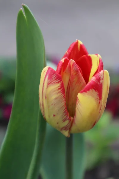 Czerwono Żółty Kwiat Tulipana Rembrandt Ogrodzie — Zdjęcie stockowe