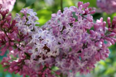 Bahçedeki leylak çiçekleri