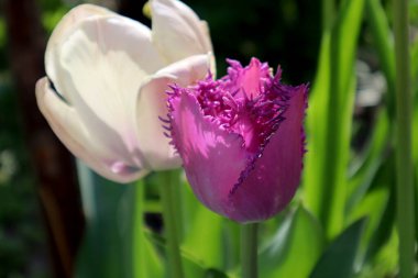 Bahçede leylak püsküllü lale çiçeği