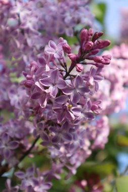 Bahçedeki leylak çiçekleri