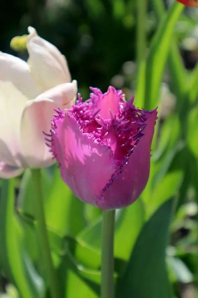 Fiore Tulipano Frangiato Lilla Giardino — Foto Stock