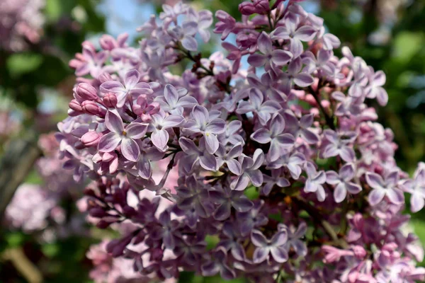 Flores Lilás Jardim — Fotografia de Stock
