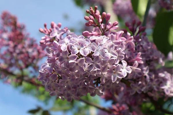 Fiori Lilla Giardino — Foto Stock