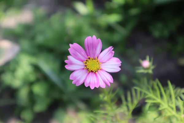 분홍빛 코사인 초원에 — 스톡 사진