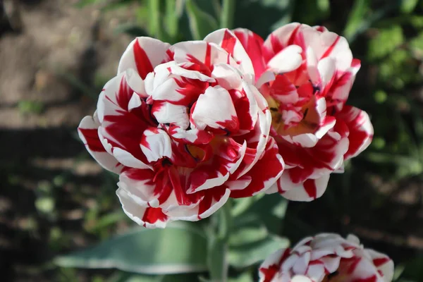 Tulipes Rouges Blanches Terry Dans Jardin — Photo