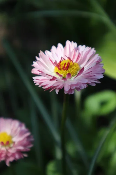 Daisy Flowers Meadow — Stock Photo, Image