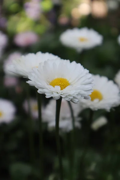 Daisy Flowers Meadow — Stock Photo, Image