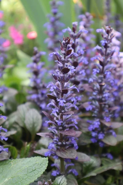 Flor Stachis Prado — Foto de Stock