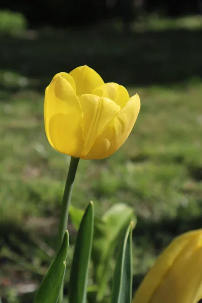 Fleurs Tulipes Jaunes Dans Jardin — Photo