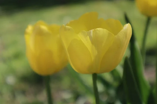 Fleurs Tulipes Jaunes Dans Jardin — Photo