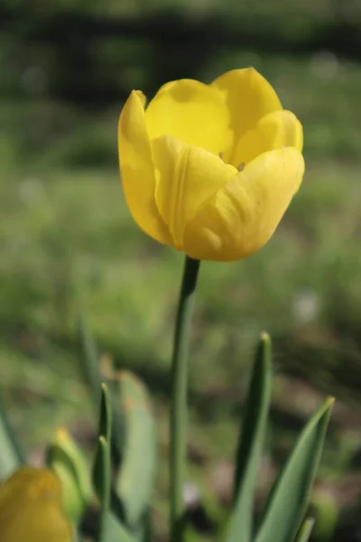 Fleurs Tulipes Jaunes Dans Jardin — Photo