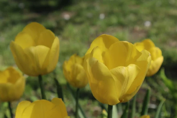 Fleurs Tulipes Jaunes Dans Jardin — Photo