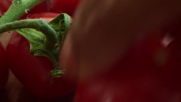 Makro Zbliżenie Niegotowanych Czerwonych Pomidorów Wiśniowych Sekund — Wideo stockowe