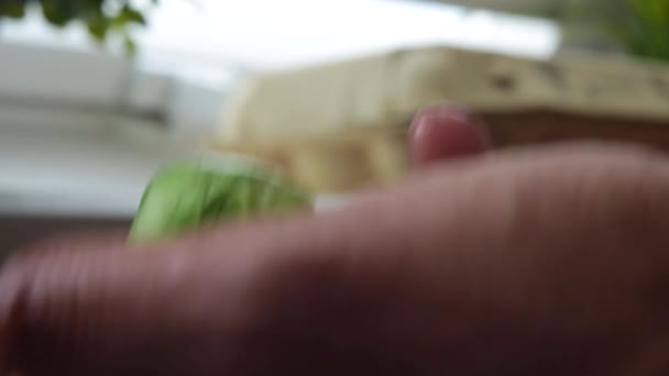 Makroaufnahme Der Person Die Gemüse Der Küche Zubereitet — Stockvideo