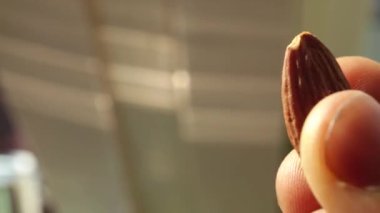 Küçük kahverengi fındık tutuyor