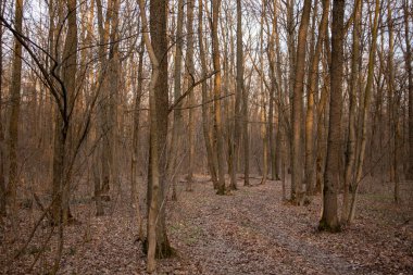Ormanda ilkbahar. Bir sürü ağaç..