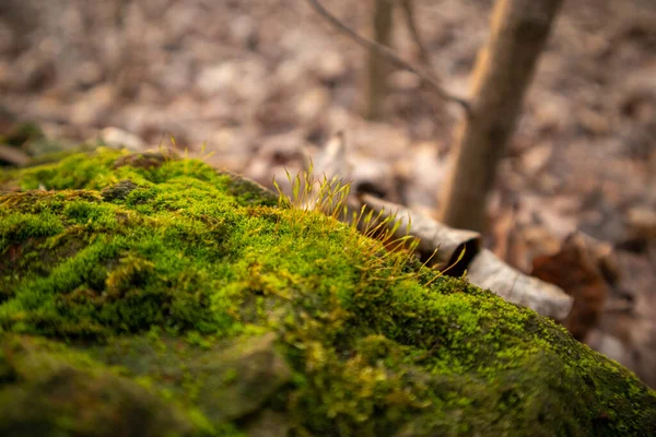 Padlé listí v lese. Mech na kameni. — Stock fotografie