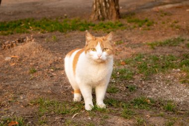 Evsiz kediler. Kediler sokakta yürür..