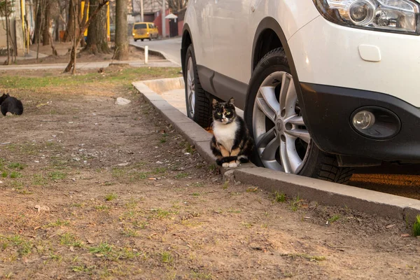 Dakloze katten. Katten lopen langs de straat. — Stockfoto