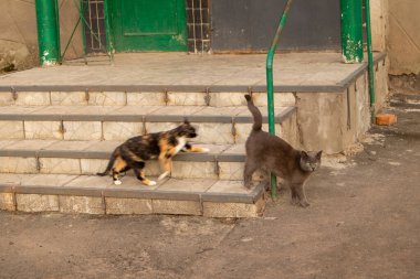 Evsiz kediler. Kediler sokakta yürür..