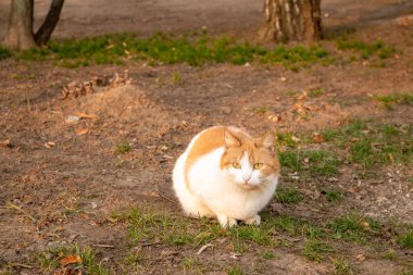 Evsiz kediler. Kediler sokakta yürür..