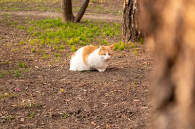 Evsiz kediler. Kediler sokakta yürür..