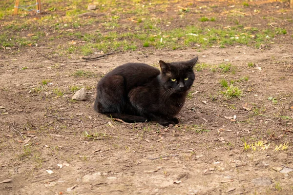 Homeless cats. Cats walk along the street. — Stock Photo, Image