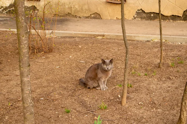 Des chats sans abri. Les chats marchent le long de la rue . — Photo