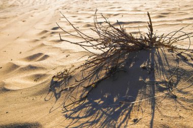 Çölde kum dalgaları. Kumda çalı çırpı. Kuma saplanmış. Kharkiv, Ukrayna. Ukrayna doğası. Çöl manzarası.