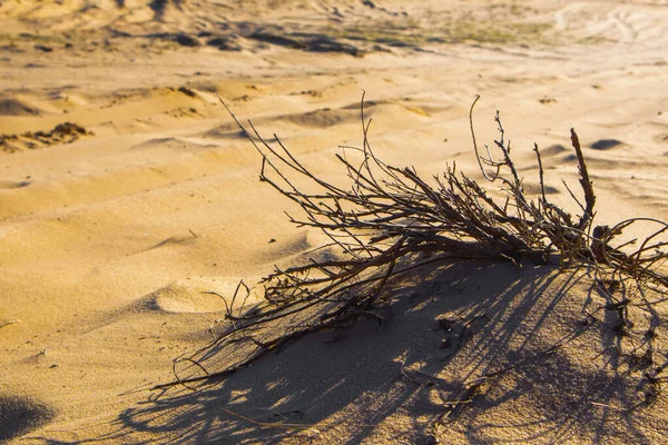 Zandgolven in de woestijn. Struiken in het zand. Hij steekt in het zand. Kharkiv, Oekraïne. Oekraïense natuur. Woestijnlandschap. Stockfoto
