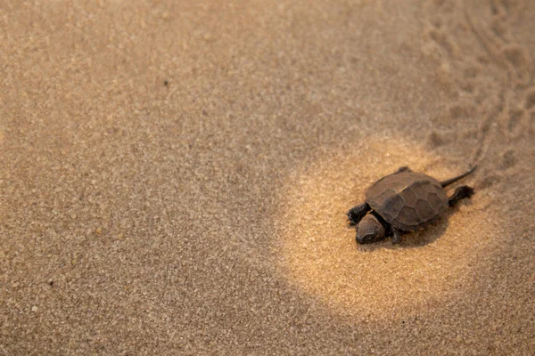 Pequena tartaruga no deserto . — Fotografia de Stock