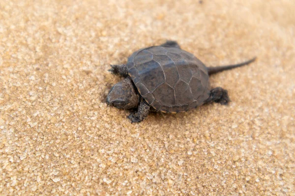 Little land turtle in the desert.