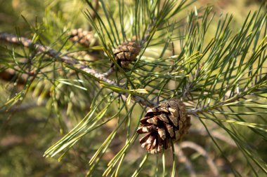 Koniler yaklaşsın. Yeşil iğneler. Bahar çamı ağacı.