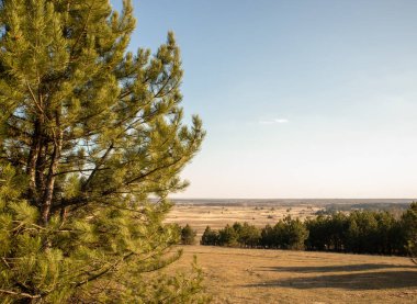 Çölde bir ağaç. Çölde çam.