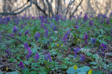 Orman çiçekleri. Corydalis cava. Orman ördek otu.