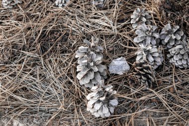 Çam kozalakları. Kozalaklar kozalaklı iğnelerde. Koniler yerde..