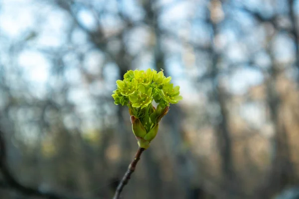Maple flowers. Forest blooming maple. Close-up photo.