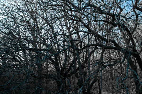 Ξύλινη υφή Σύνθεση δέντρου. Πολλά κλαδιά. Ιστός αράχνης των υποκαταστημάτων για το φόντο. — Φωτογραφία Αρχείου