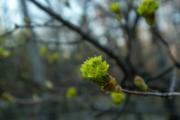 Maple flowers. Forest blooming maple. Close-up photo. — Stock Image Maple flowers. Forest blooming maple. Close-up photo. Stock Image
